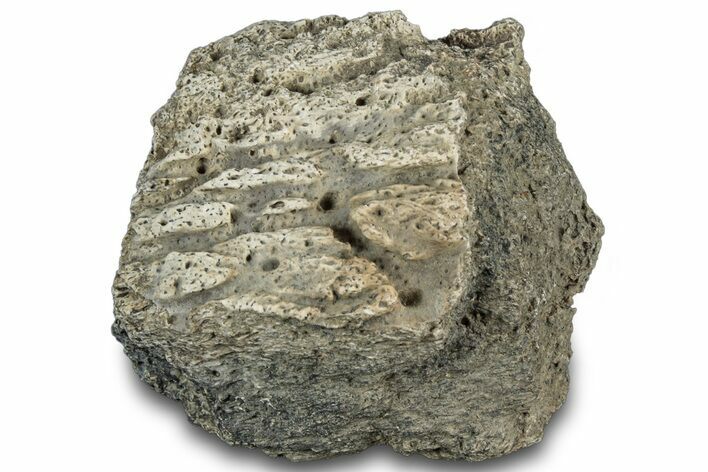 Dinosaur (Triceratops) Frill Shield Section - Montana #312299